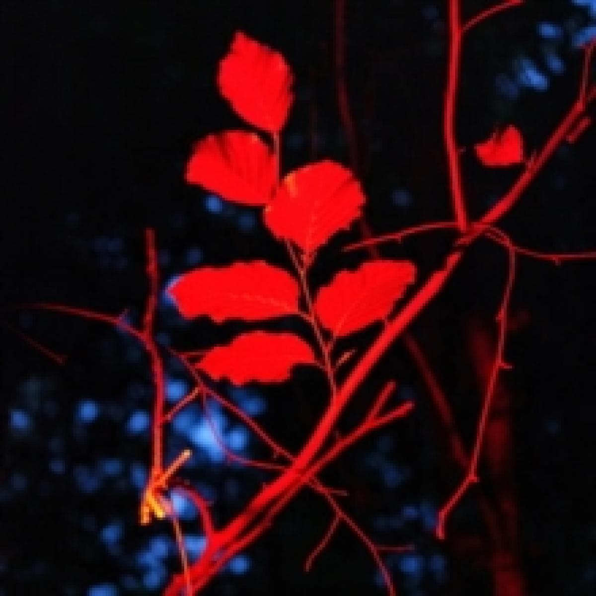 Ecotonalities LP